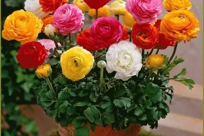 flor