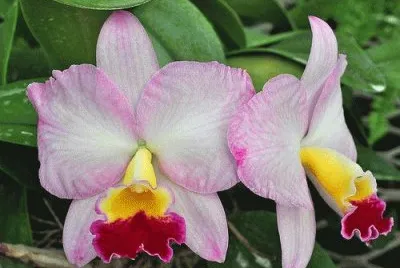 orquÃ­dea