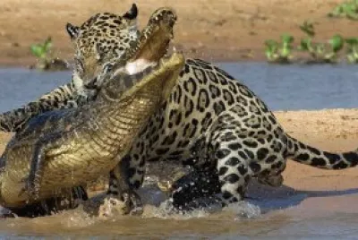 ONÃ‡A E JACARÃ‰