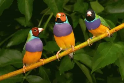 Aves
