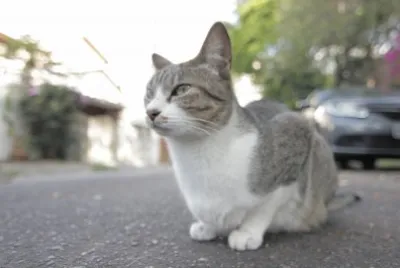 פאזל של GATO