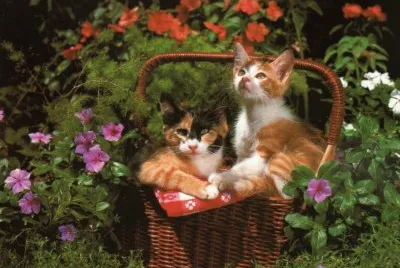 gatets jigsaw puzzle