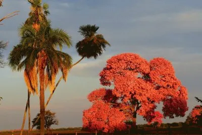 Por do Sol