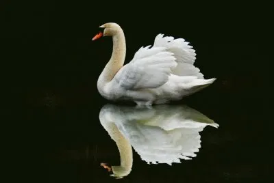 cisne