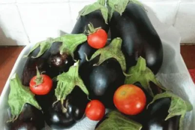 ×ž×”×’×™× ×” ×©×œ× ×•