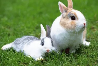 פאזל של Aves  Animais