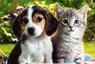 פאזל של Animais