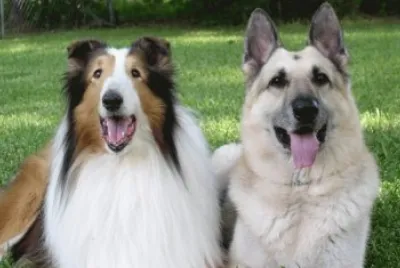 פאזל של Animais