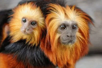 Animais
