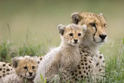 פאזל של Animais