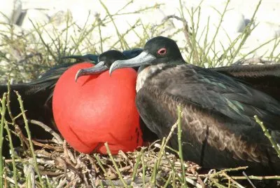 ×‘×¨×‘×•×¨