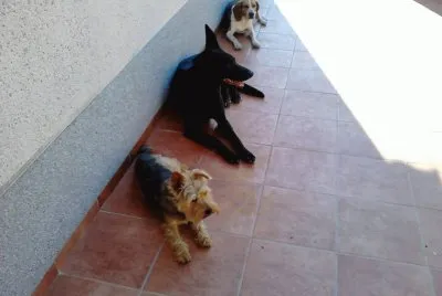Sally, Sheldon y Murphy