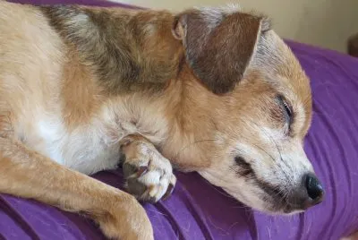 Stella durmiendo