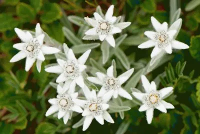 edelweiss
