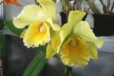 OrquÃ­dea Amarela