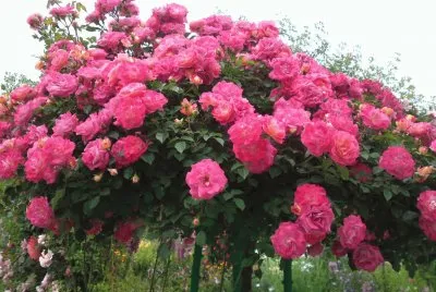 Roseira