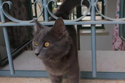 ×—×ª×•×œ×”