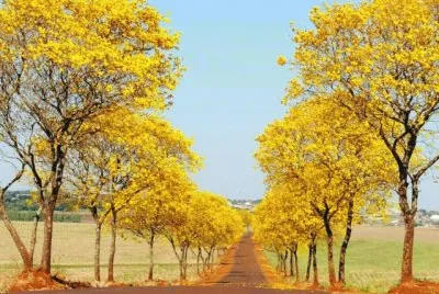 Natureza jigsaw puzzle