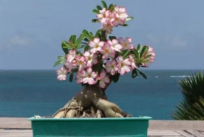 Natureza