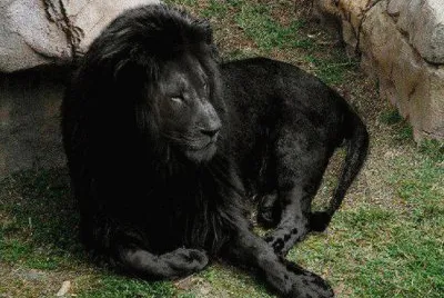 ×’×•×¨×™×œ×”