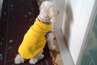 my dog