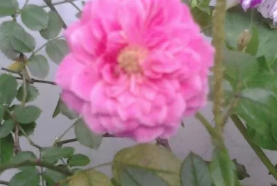 PRIMAVERA