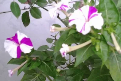 PRIMAVERA