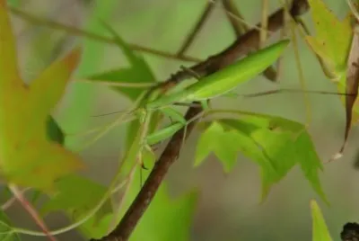 mante religieuse sur liquidambar aoÃ»t 2015
