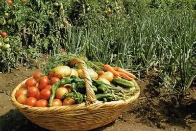 Hort verdures