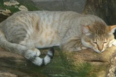 felis silvestris gordoni