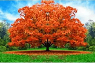 Natureza