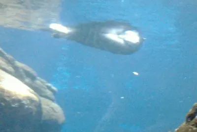 oceanÃ¡rio