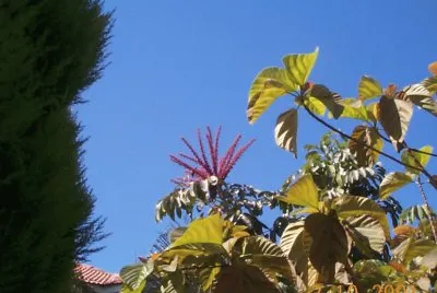 × ×•×£