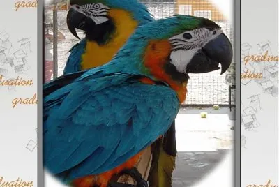 ×ª×•×›×™×