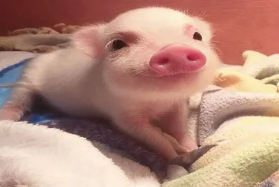 cerdito