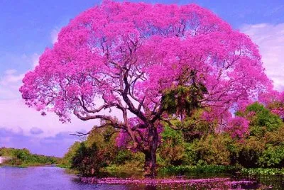 Natureza jigsaw puzzle