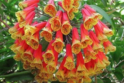 flor