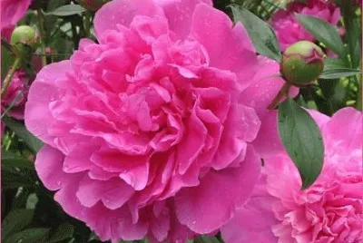 pivoine