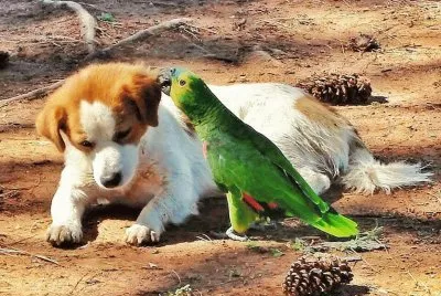 Cachorro e Papagaio