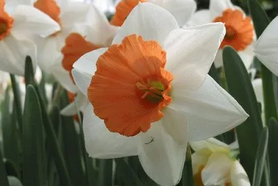 פאזל של Flores
