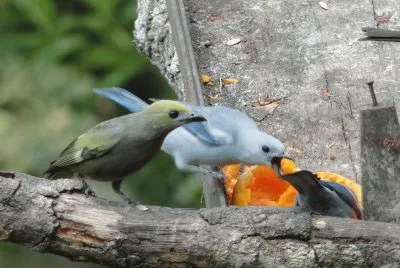 Pássaros  Comendo mamão