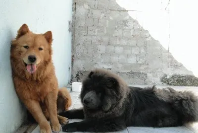 Os Cães