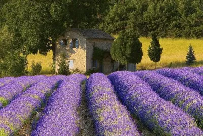 Natureza jigsaw puzzle