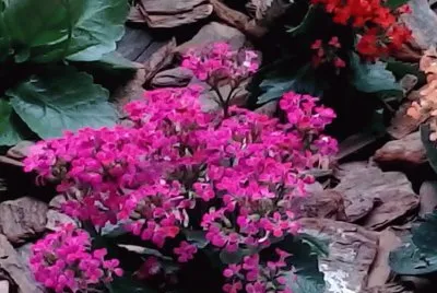 natureza jigsaw puzzle