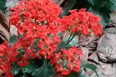 natureza jigsaw puzzle