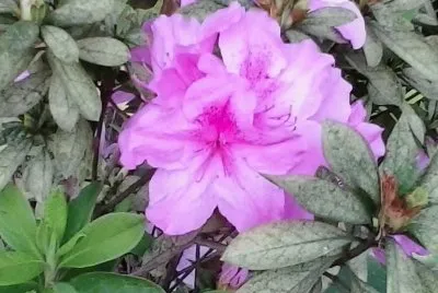 azalea jigsaw puzzle