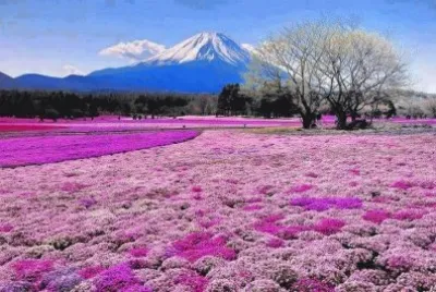 Natureza jigsaw puzzle