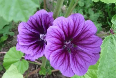 Perfectly purple flowers jigsaw puzzle
