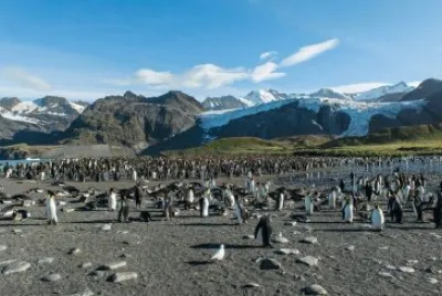 פאזל של Isla Georgia del Sur. ARGENTINA