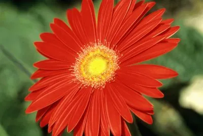 gerbera
